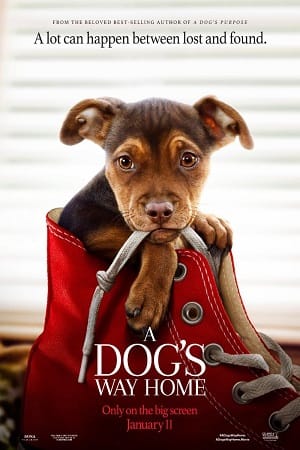 Download A Dog’s Way Home (2019) Dual Audio {Hindi-English} 480p [350MB] | 720p [1GB] | 1080p [2.3GB]